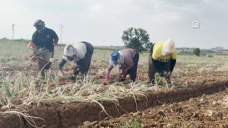 Hasadı başladı kilosu 30 TL. Şafak vakti toplanıyor Kansere kalkan oluyor - Resim: 11